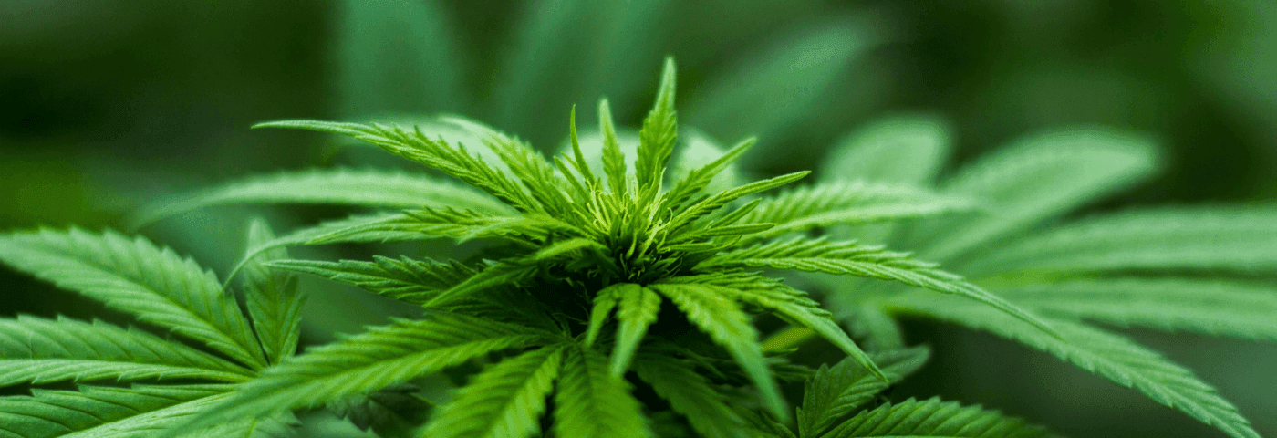 Nahaufnahme einer Cannabispflanze