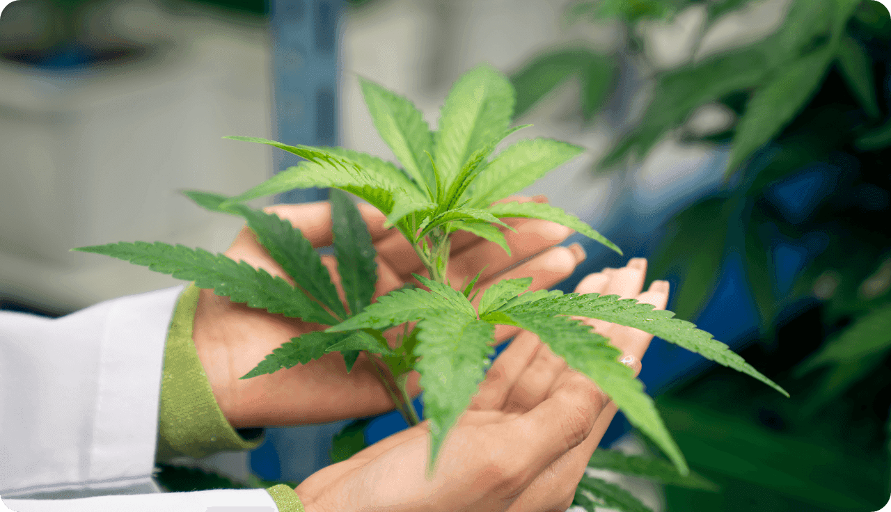 Person hält Cannabispflanze in der Hand
